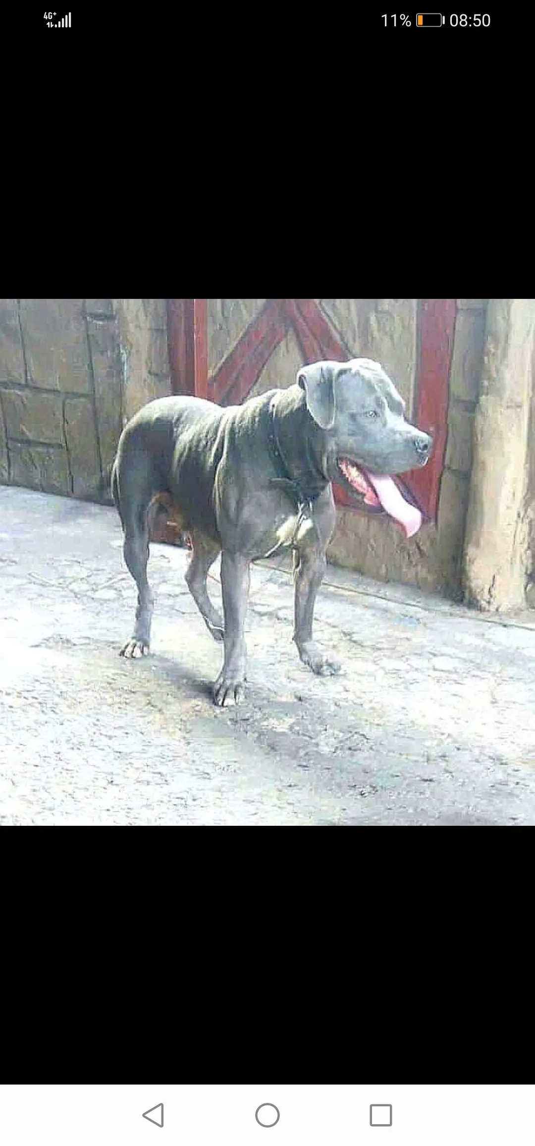 Pitbull Puppies in Kwazulu Natal (21/03/2022)