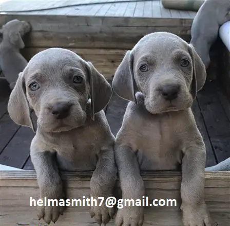 Weimaraner Puppies in Bloemfontein (22/03/2022)