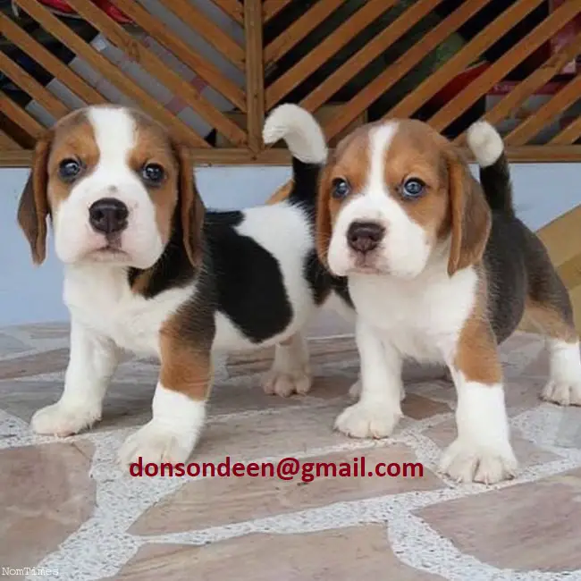Beagle Puppies in Port Elizabeth (17/03/2022)