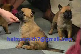 Belgian Malinois Puppies in Bloemfontein (17/03/2022)