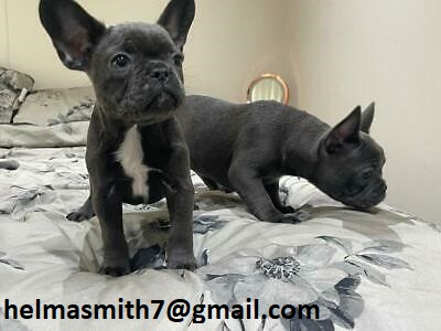 French Bulldog Puppies in Brits (23/03/2022)