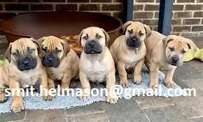 Boerboel Puppies in Bloemfontein (17/03/2022)