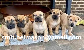 Boerboel Puppies in Rayton (17/03/2022)