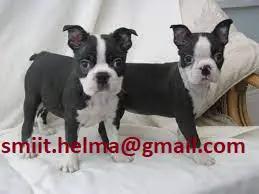 Boston Terrier Puppies in Bloemfontein (17/03/2022)