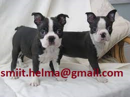 Boston Terrier Puppies in Port Elizabeth (17/03/2022)