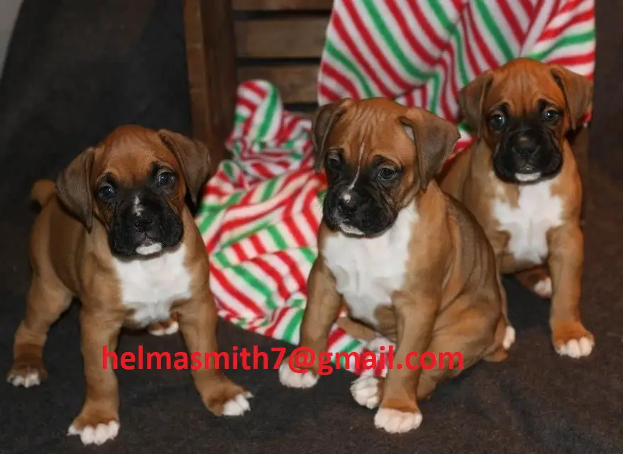 Boxer Puppies in Brits (17/03/2022)