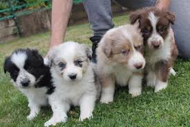 Collie Puppies in Cape Town (28/03/2022)