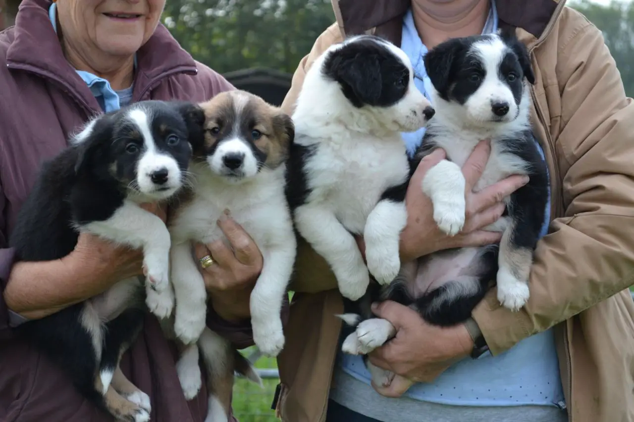 Collie Puppies in Kwazulu Natal (28/03/2022)