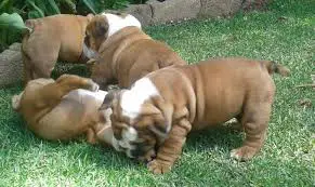Bulldog Puppies in Pretoria (28/03/2022)