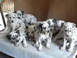 Dalmation Puppies in Kwazulu Natal (28/03/2022)