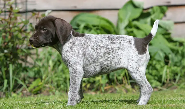 German Pointer Puppies in Cape Town (28/03/2022)