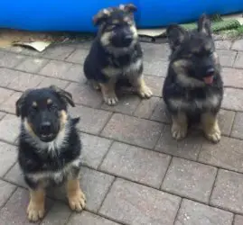 German Sheperd Puppies in Pretoria (28/03/2022)
