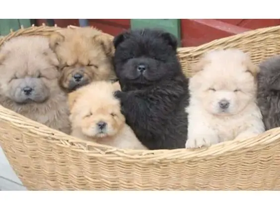 Chow Puppies in Cape Town (28/03/2022)