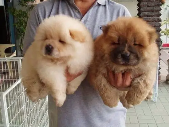 Chow Puppies in Kwazulu Natal (28/03/2022)