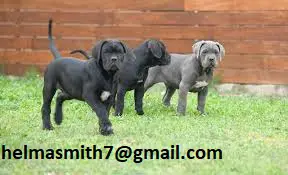Cane Corso Puppies in Brits (21/03/2022)