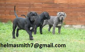Cane Corso Puppies in George (21/03/2022)