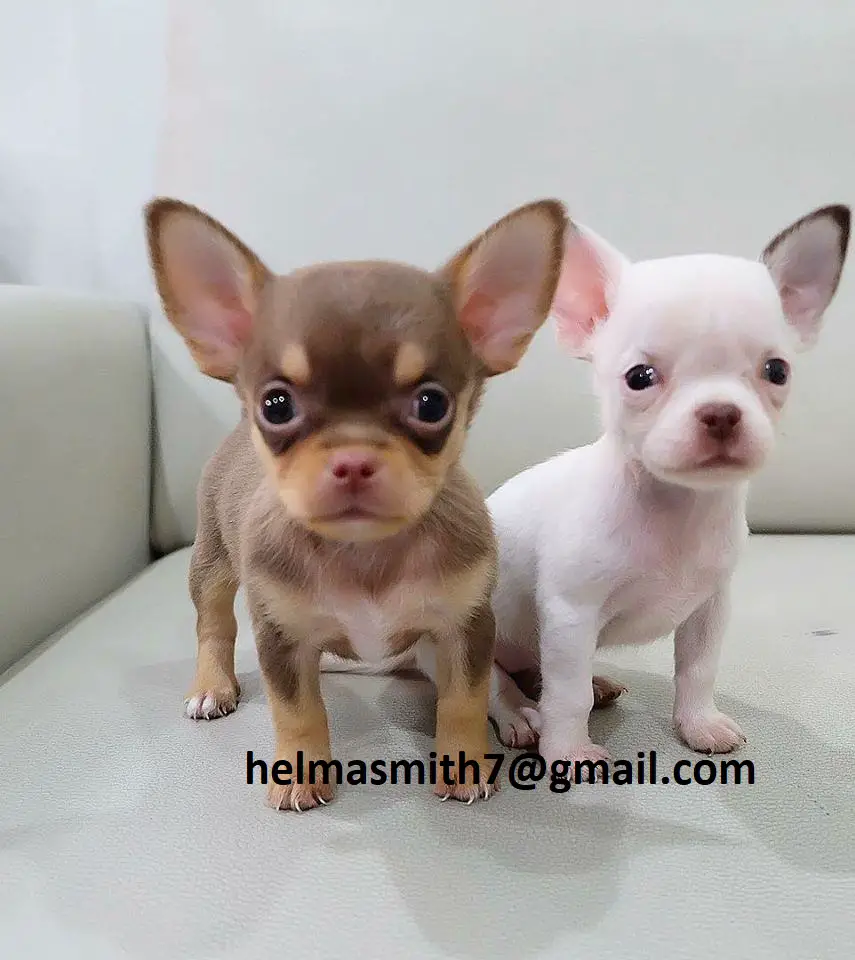 Chihuahua Puppies in Bloemfontein (21/03/2022)