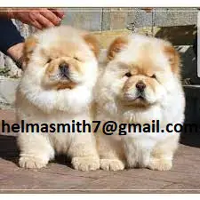 Chow Puppies in Hartbeespoort (21/03/2022)