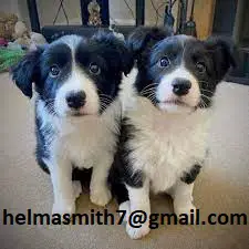 Collie Puppies in Brits (21/03/2022)