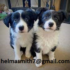 Collie Puppies in Cape Town (21/03/2022)
