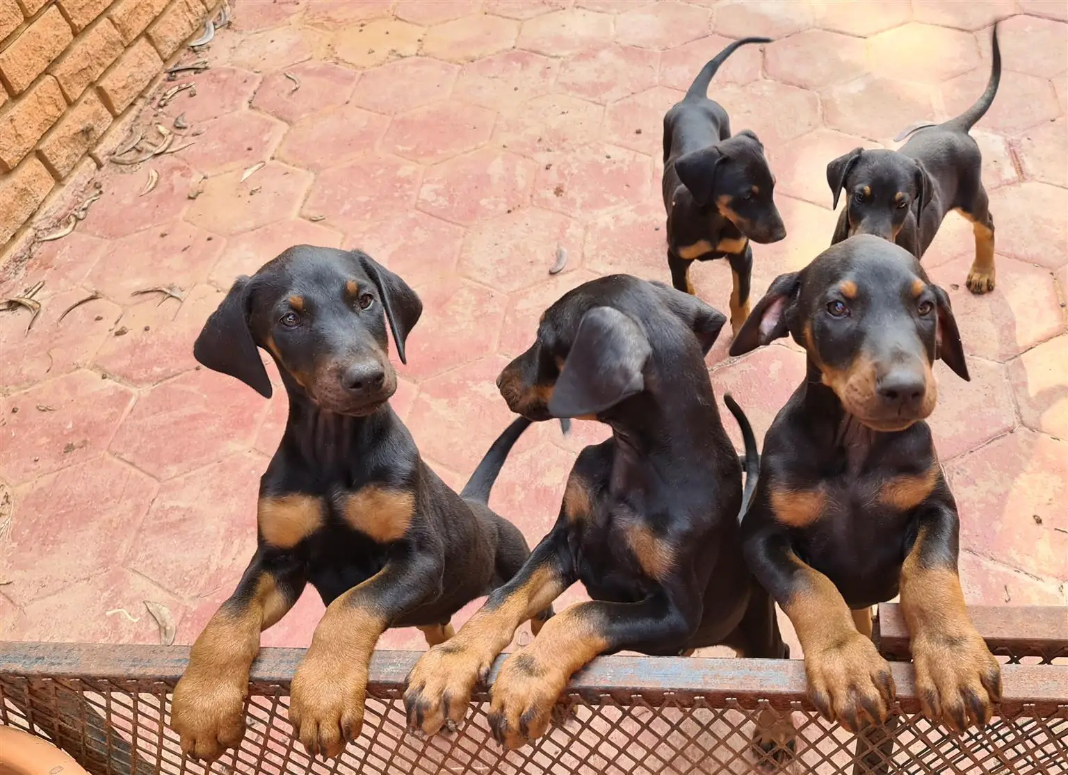 Doberman Puppies in Bloemfontein (18/03/2022)