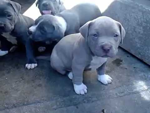 Pitbull Puppies in Pretoria (28/03/2022)