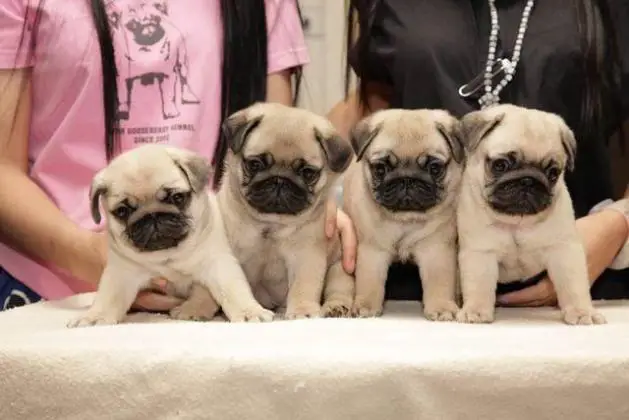 Pug Puppies in Cape Town (28/03/2022)