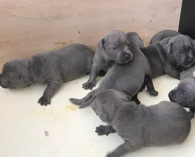 Labrador Puppies in Kwazulu Natal (28/03/2022)