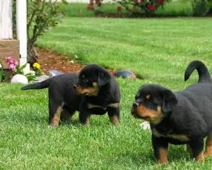 Rottweiler Puppies in Cape Town (29/03/2022)