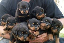 Retriever Puppies in Kwazulu Natal (29/03/2022)