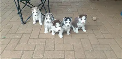 Siberian Husky Puppies in Cape Town (29/03/2022)