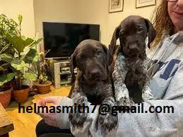 German Pointer Puppies in Brits (21/03/2022)