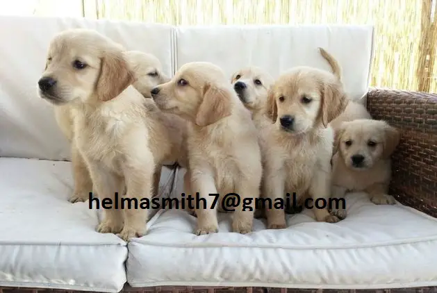 Retriever Puppies in East Rand (22/03/2022)