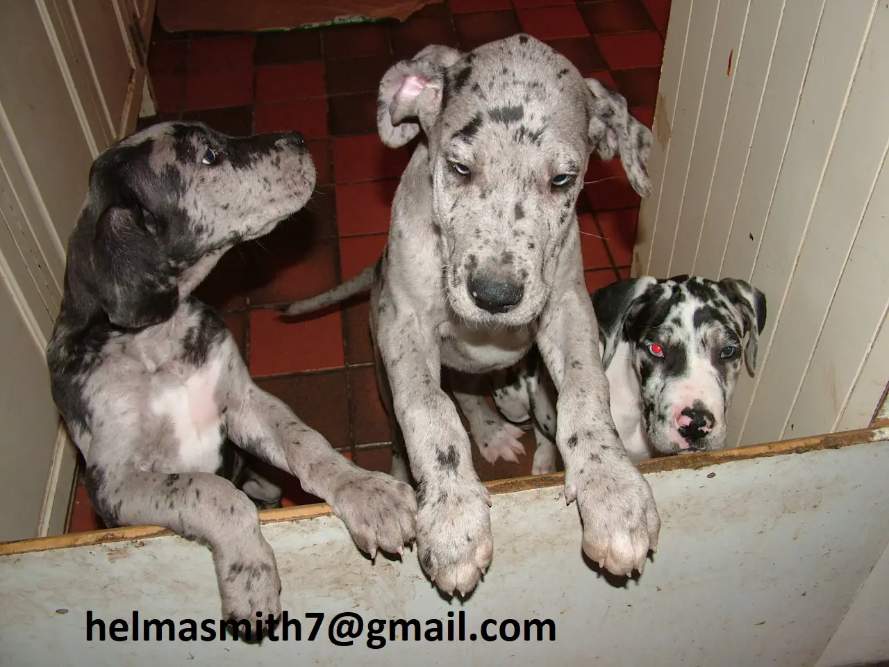 Great Dane Puppies in Cape Town (21/03/2022)