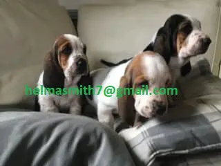 Hound Puppies in Bloemfontein (21/03/2022)