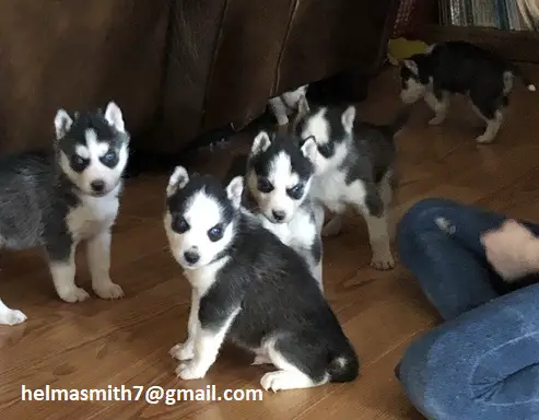 Siberian Husky Puppies in Cape Town (22/03/2022)