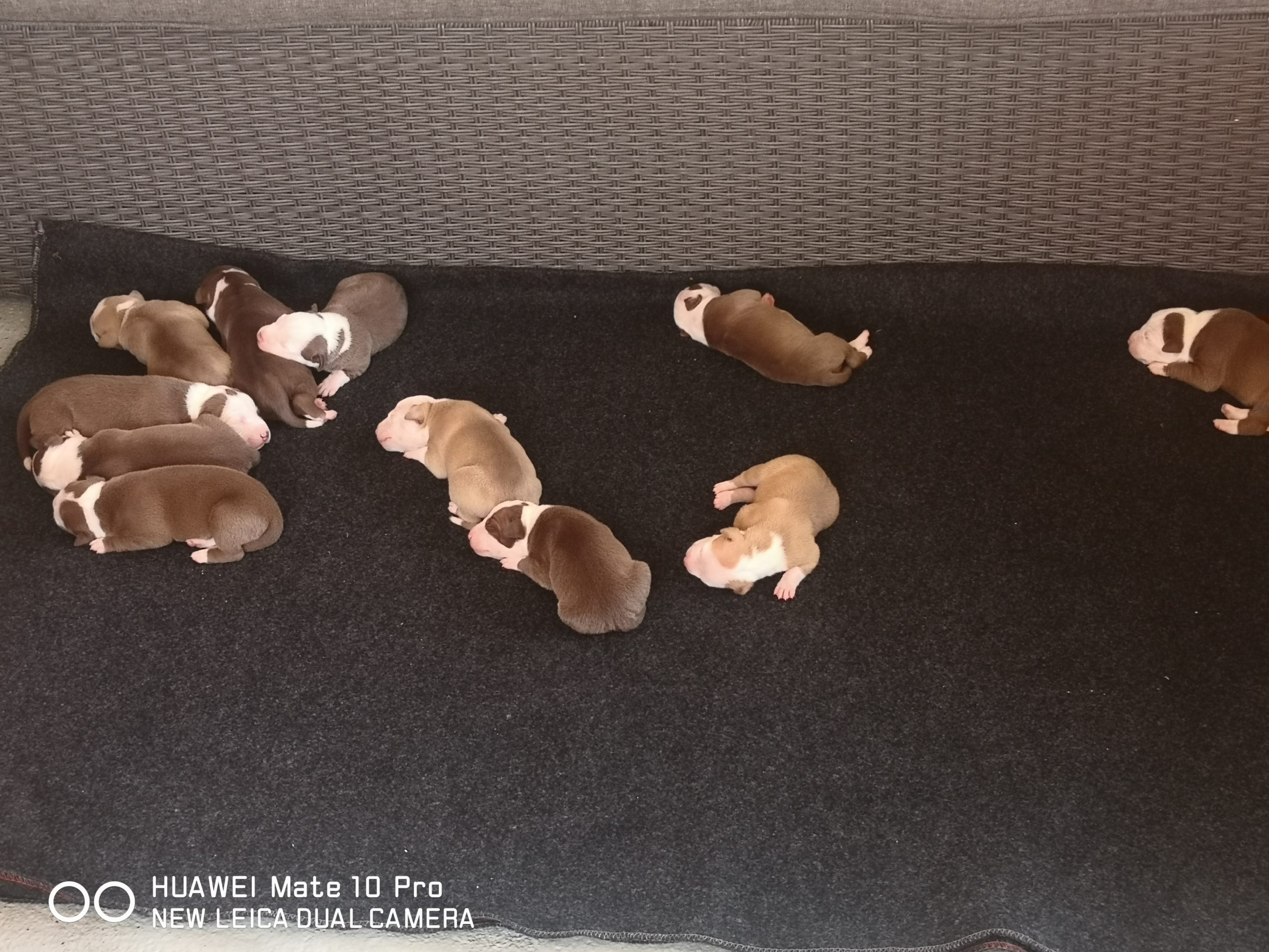 Pitbull Puppies in Kwazulu Natal (28/03/2022)