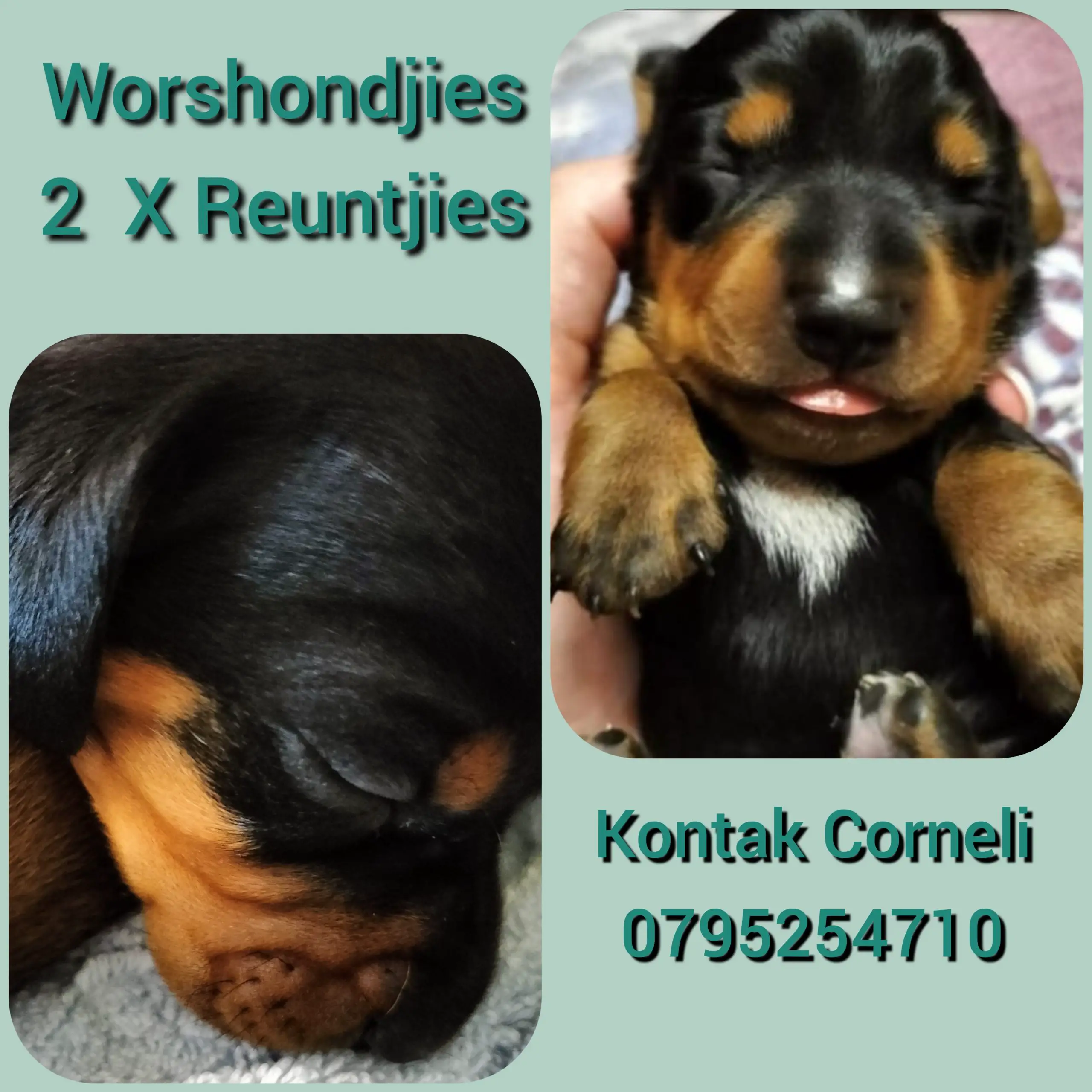 Dachshund Puppies in Mpumalanga (28/03/2022)