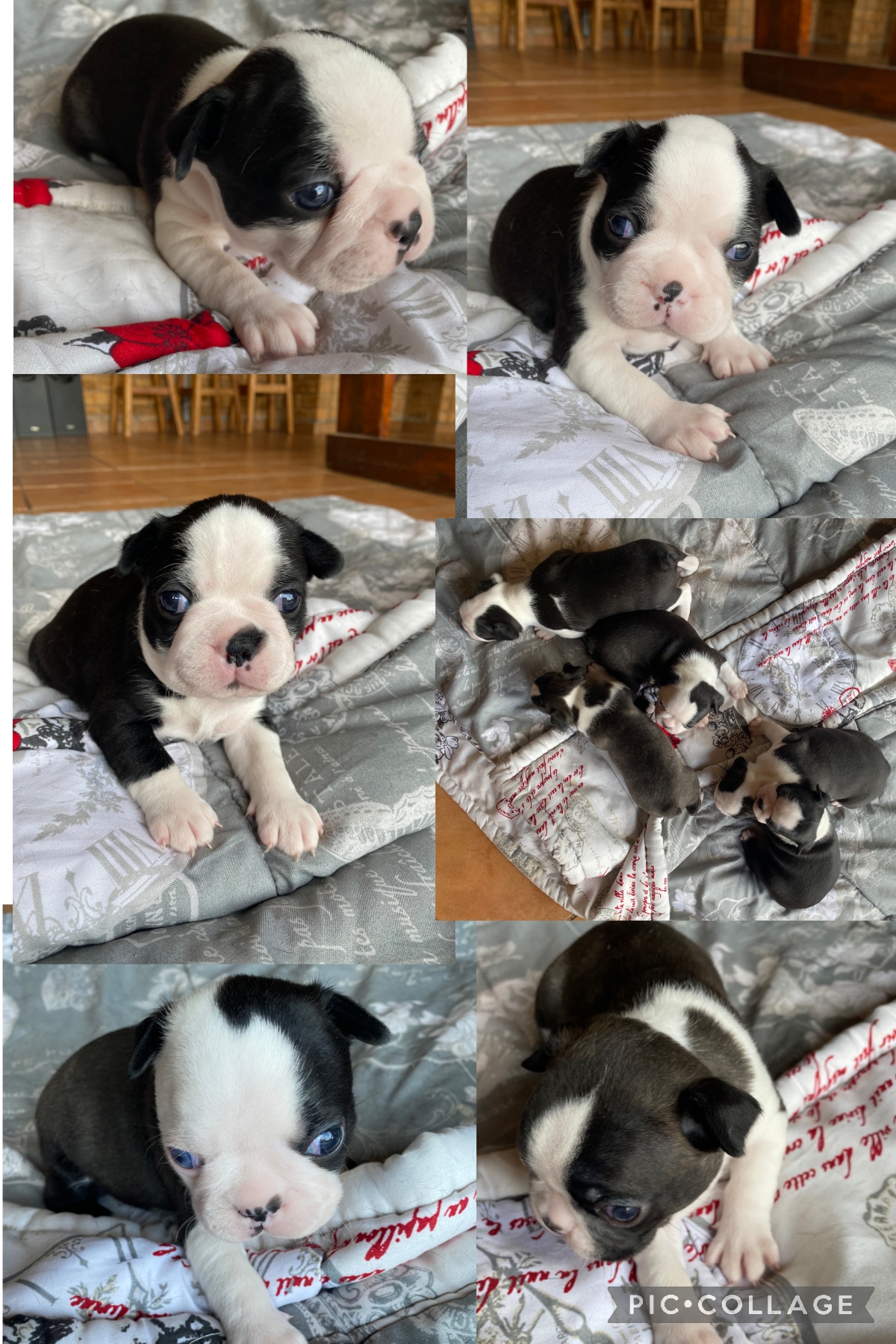 Boston Terrier Puppies in Other (14/03/2022)