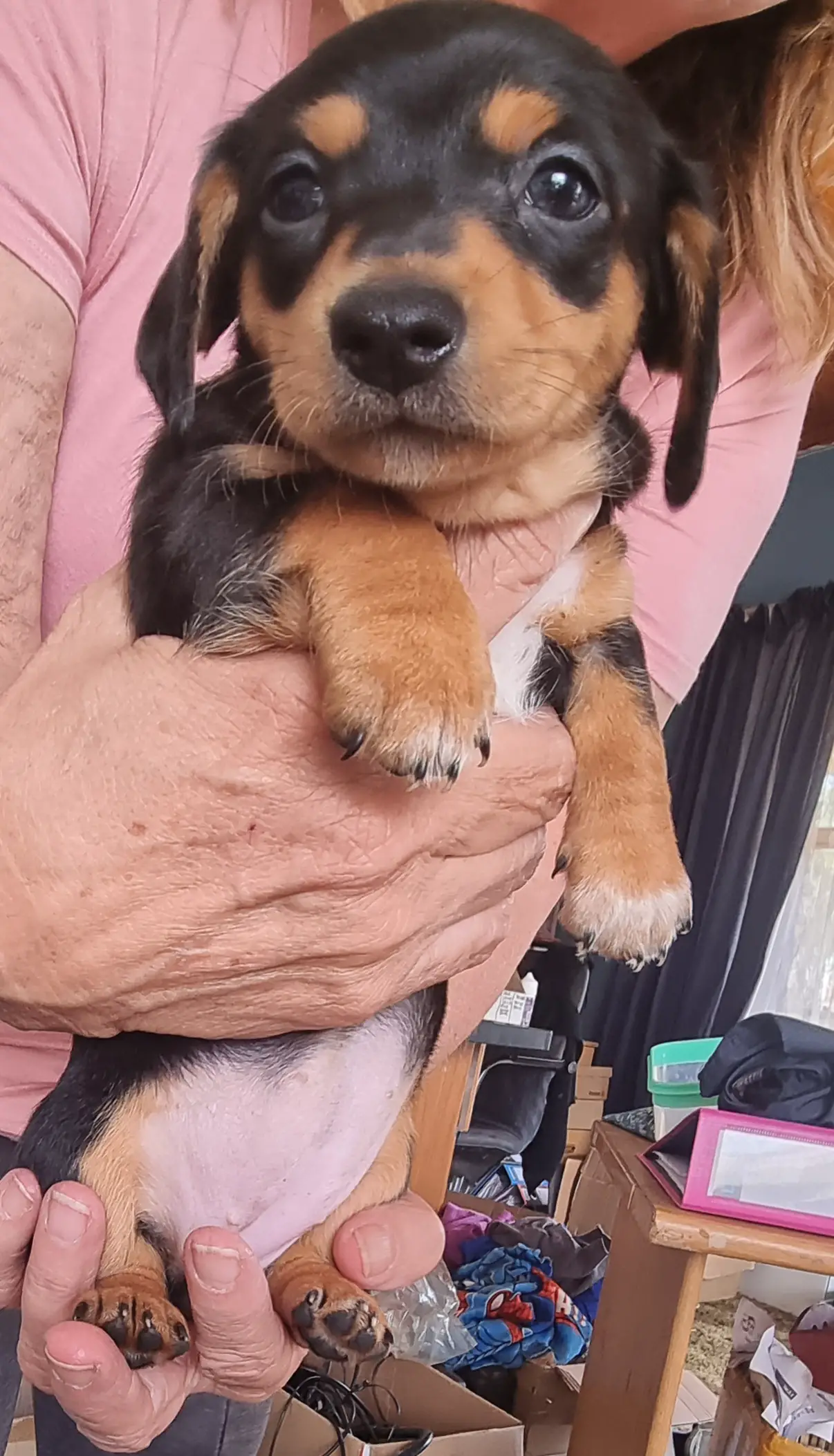Dachshund Puppies in East Rand (17/03/2022)