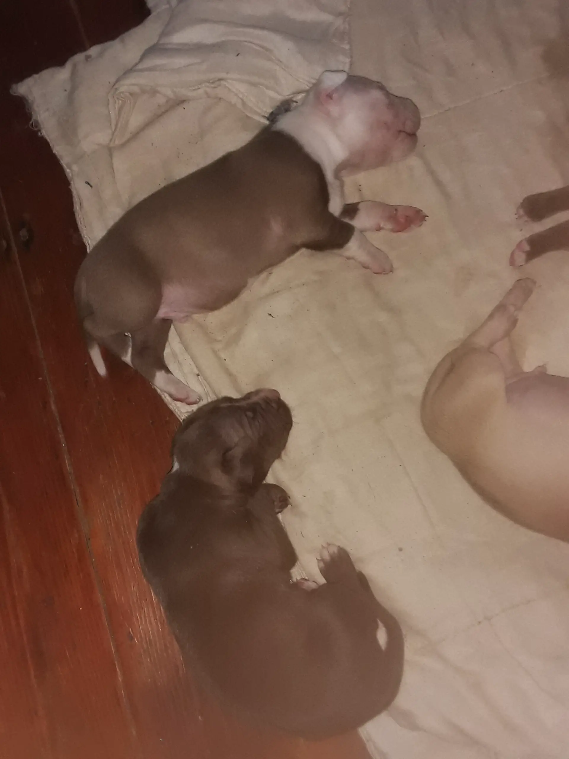 Pitbull Puppies in East Rand (03/03/2022)