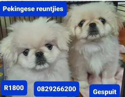 Pekingese Puppies in Mpumalanga (16/03/2022)