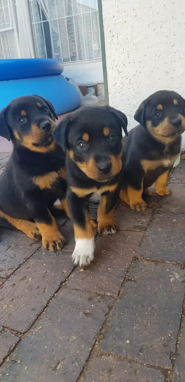 Rottweiler Puppies in Johannesburg (11/03/2022)