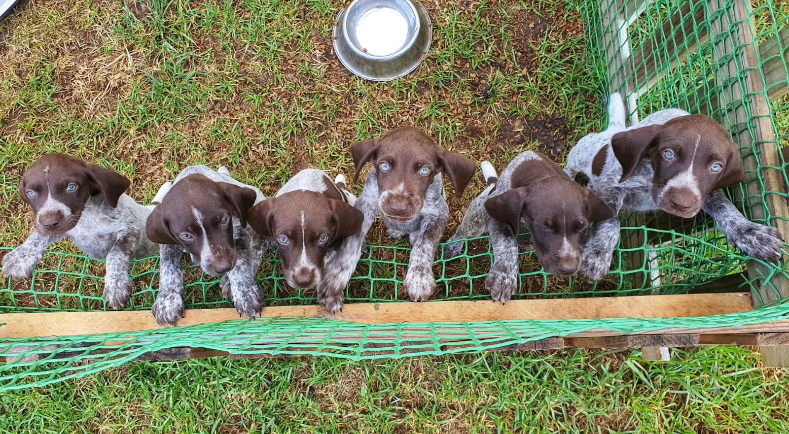 German Pointer Puppies in Other (19/03/2022)