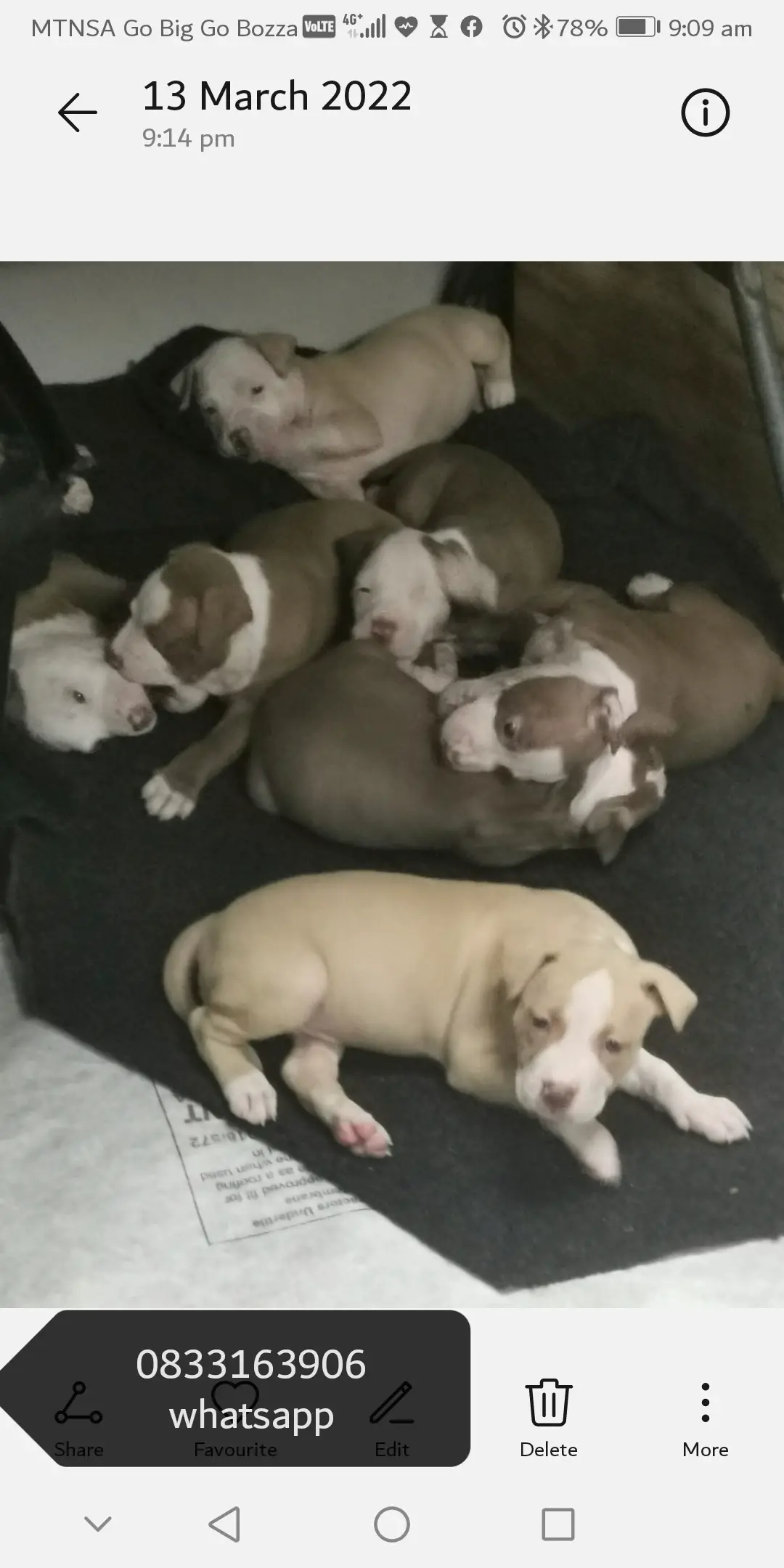 Pitbull Puppies in Kwazulu Natal (28/03/2022)