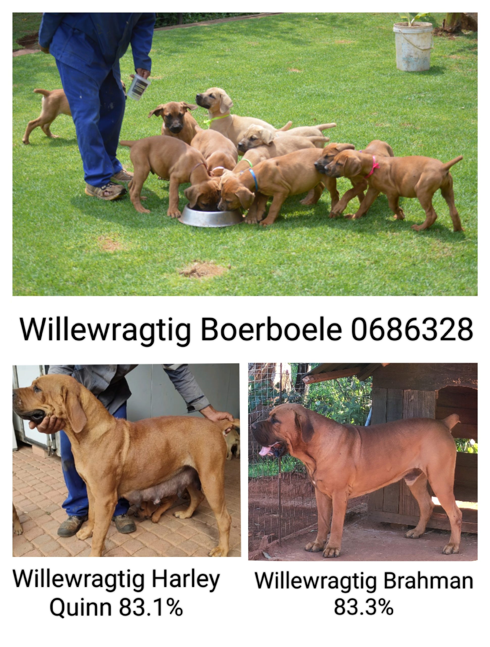 Boerboel Puppies in Klerksdorp (24/03/2022)