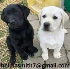 Labrador Puppies in Bloemfontein (22/03/2022)