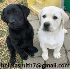 Labrador Puppies in Pretoria (22/03/2022)