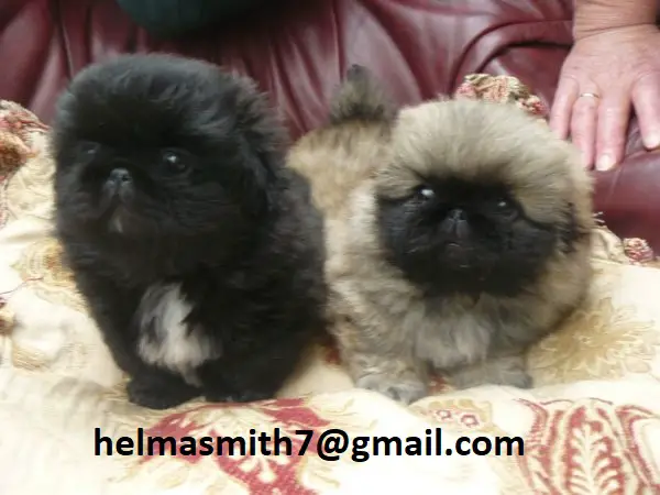 Pekingese Puppies in Hartbeespoort (22/03/2022)