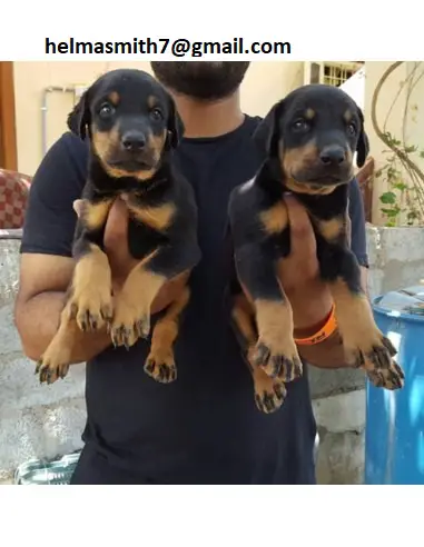 Doberman Pinscher Puppies in Kimberley (21/03/2022)